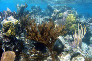 Mexico Rocks Ambergris Caye Belize