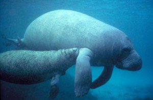 Belize Manatee