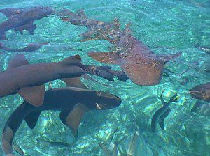 Shark Ray Alley Belize