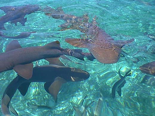 Shark Ray Alley Belize This Half Day adventure starts at Hol Chan Marine