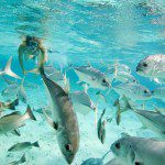 Hol Chan Marine Reserve