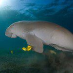 Belize Manatee Belize Manatee