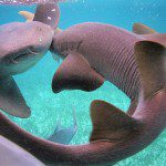 sharkRayAlley Shark Ray Alley Belize