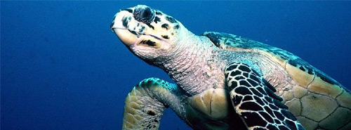 Private Charter Sailing in Belize Adventure Tours in Belize